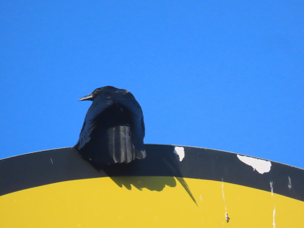 Fish Crow - Scott Clark
