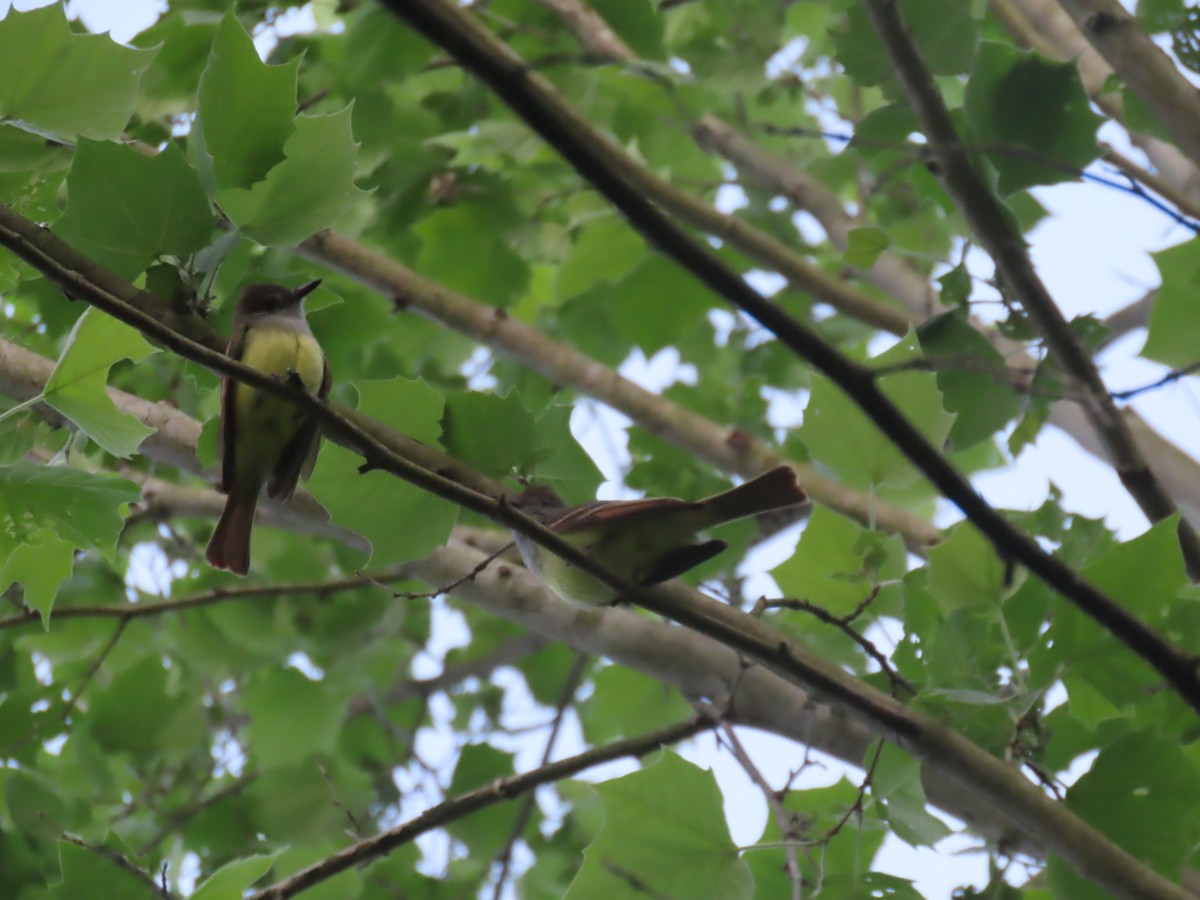 Great Crested Flycatcher - ML243633601