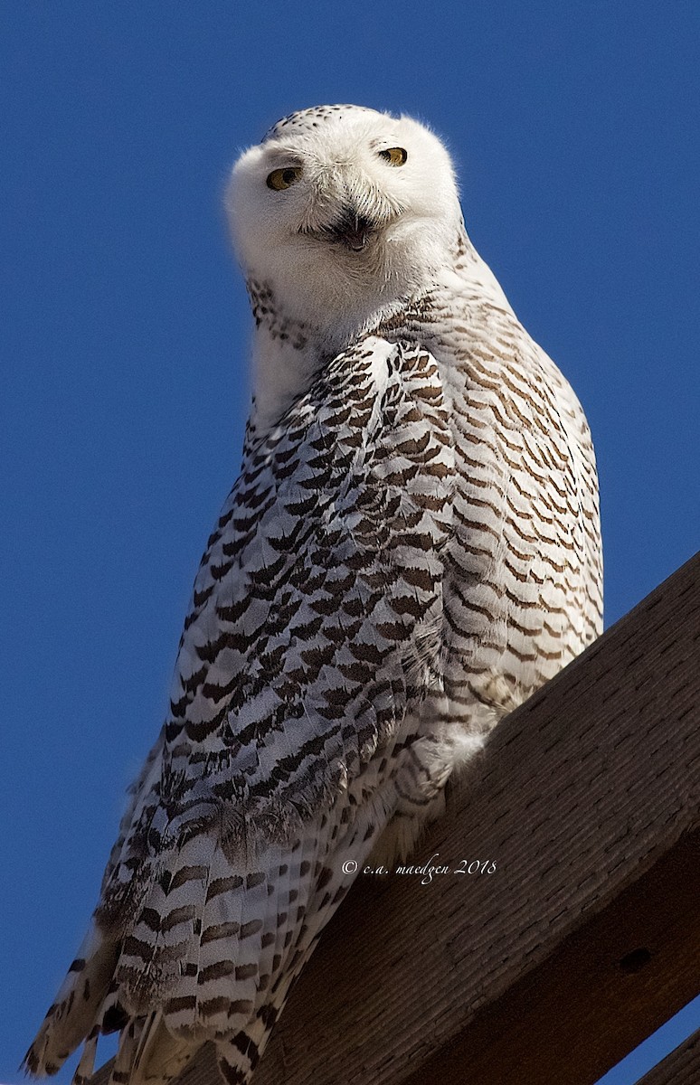 Snowy Owl - ML243638551
