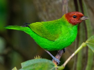 成鳥 (Bay-and-green) - Mathurin Malby - ML243640121