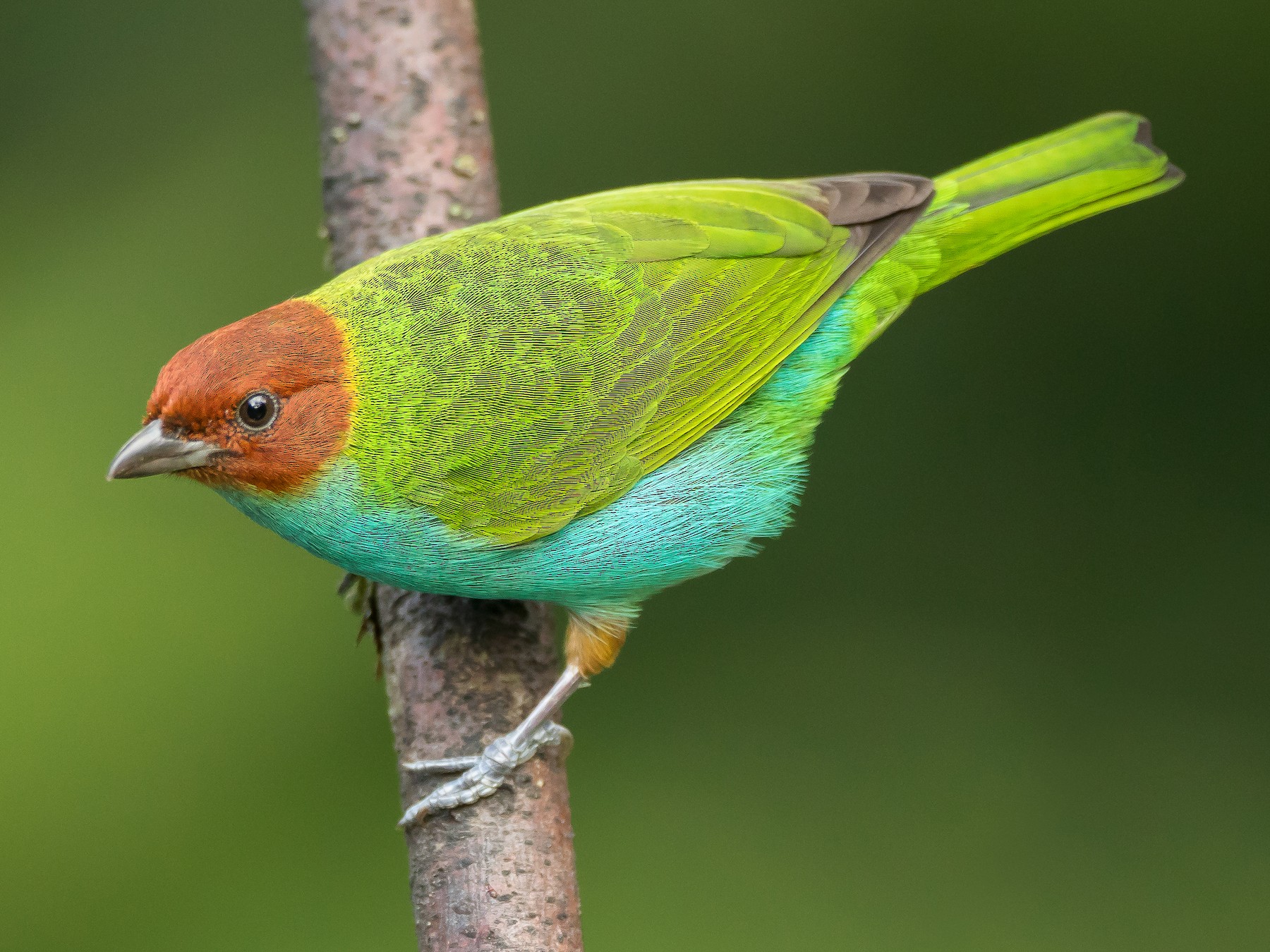 Bay-headed Tanager - Dorian Anderson