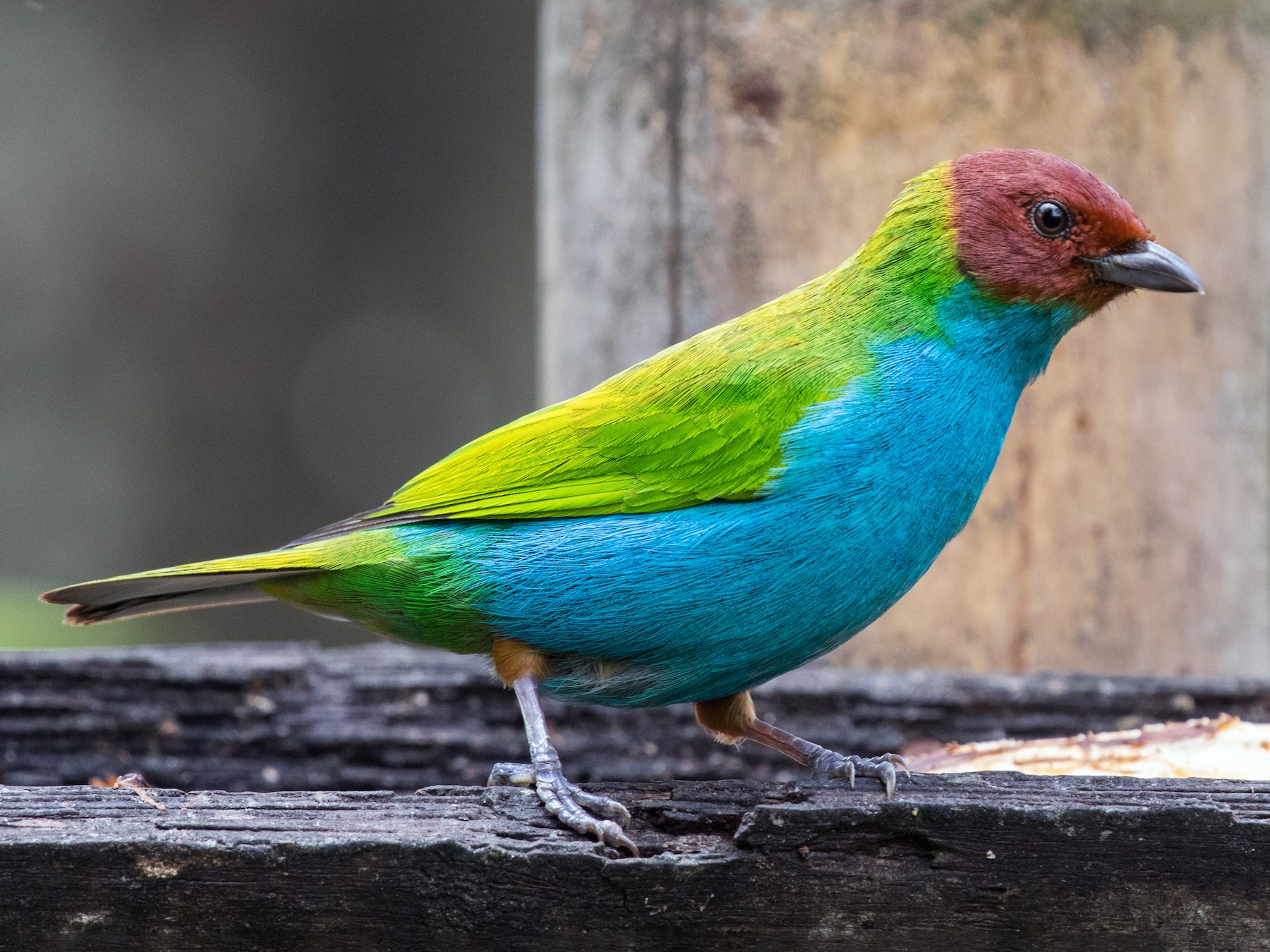 Bay-headed Tanager - eBird