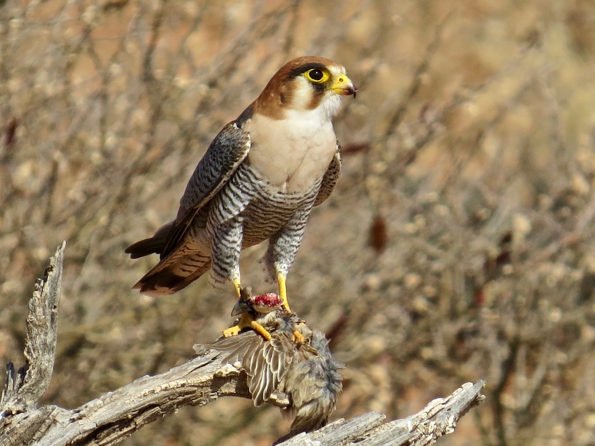 Red-necked Falcon (African) - ML243641181