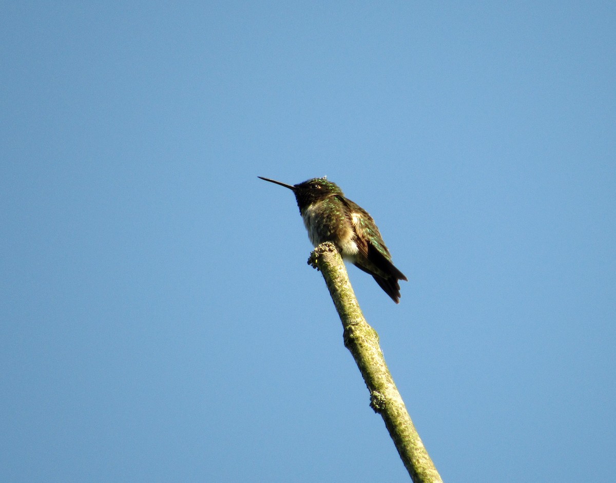 Ruby-throated Hummingbird - ML243643071