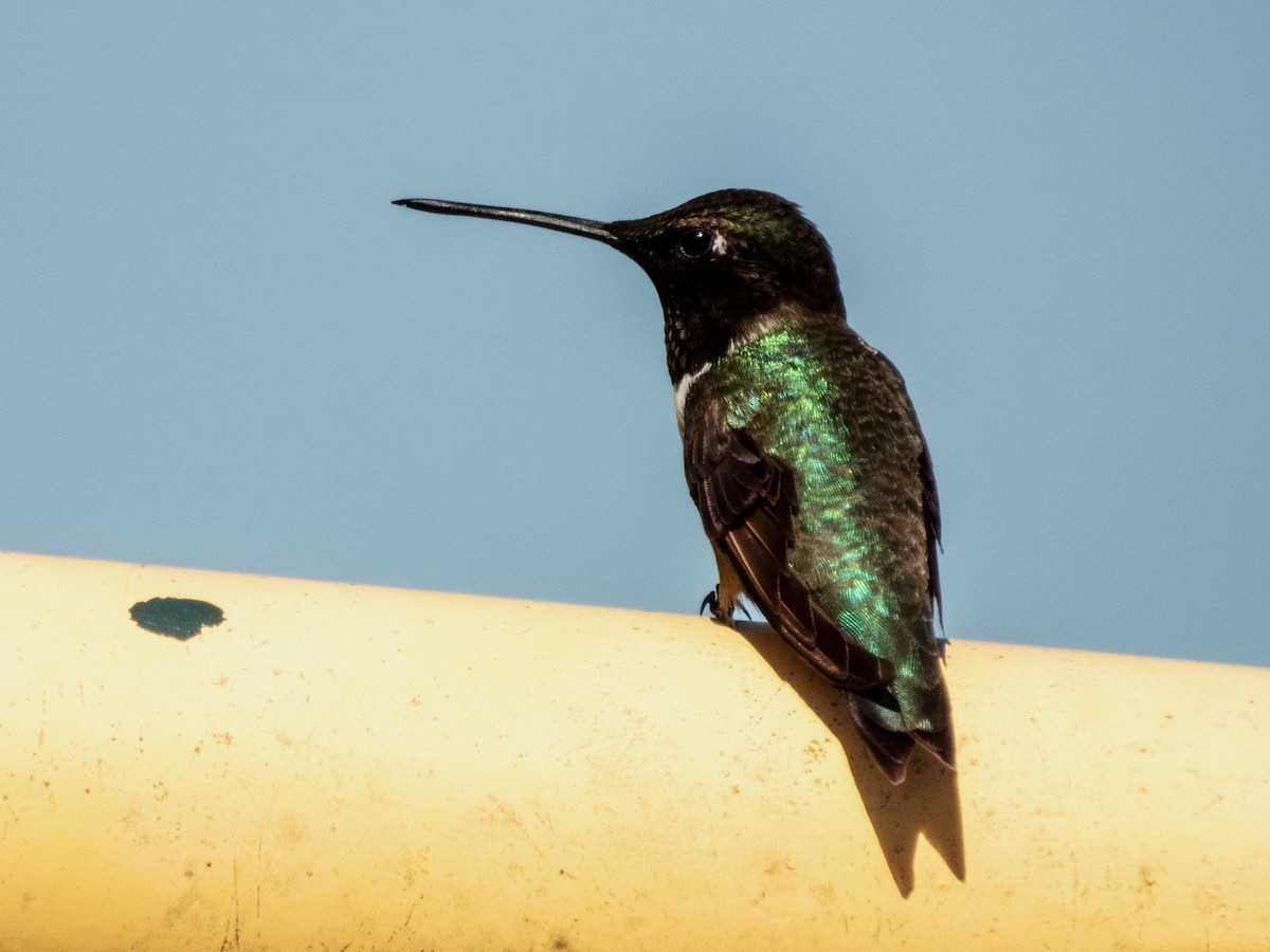 Black-chinned Hummingbird - ML243643801