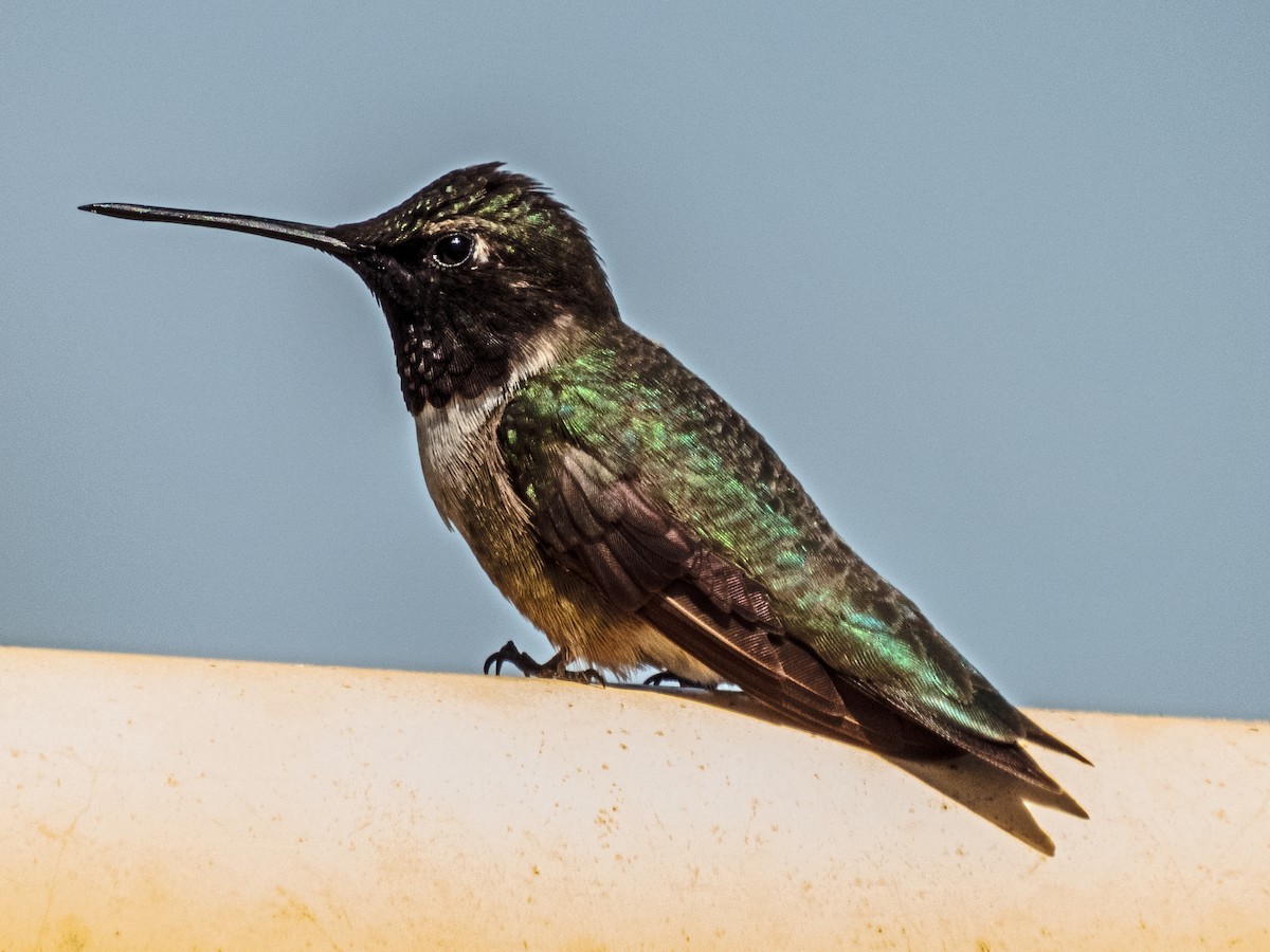 Black-chinned Hummingbird - ML243644251