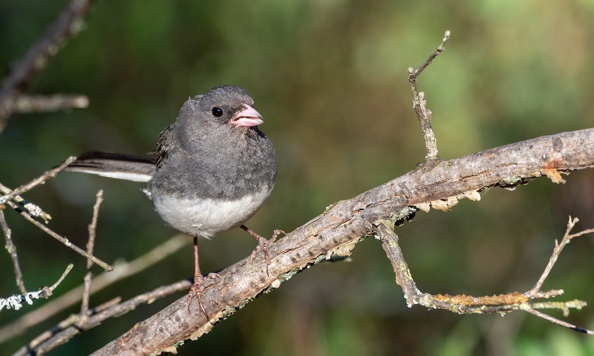 Dark-eyed Junco (Slate-colored) - Forest Botial-Jarvis
