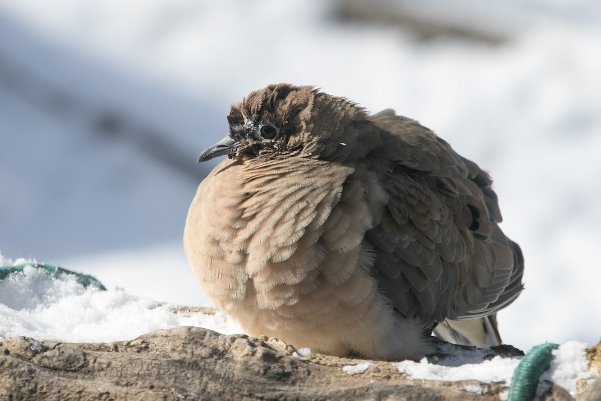 Mourning Dove - Sandy Cutting