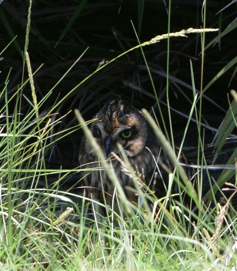 Short-eared Owl - ML243653971