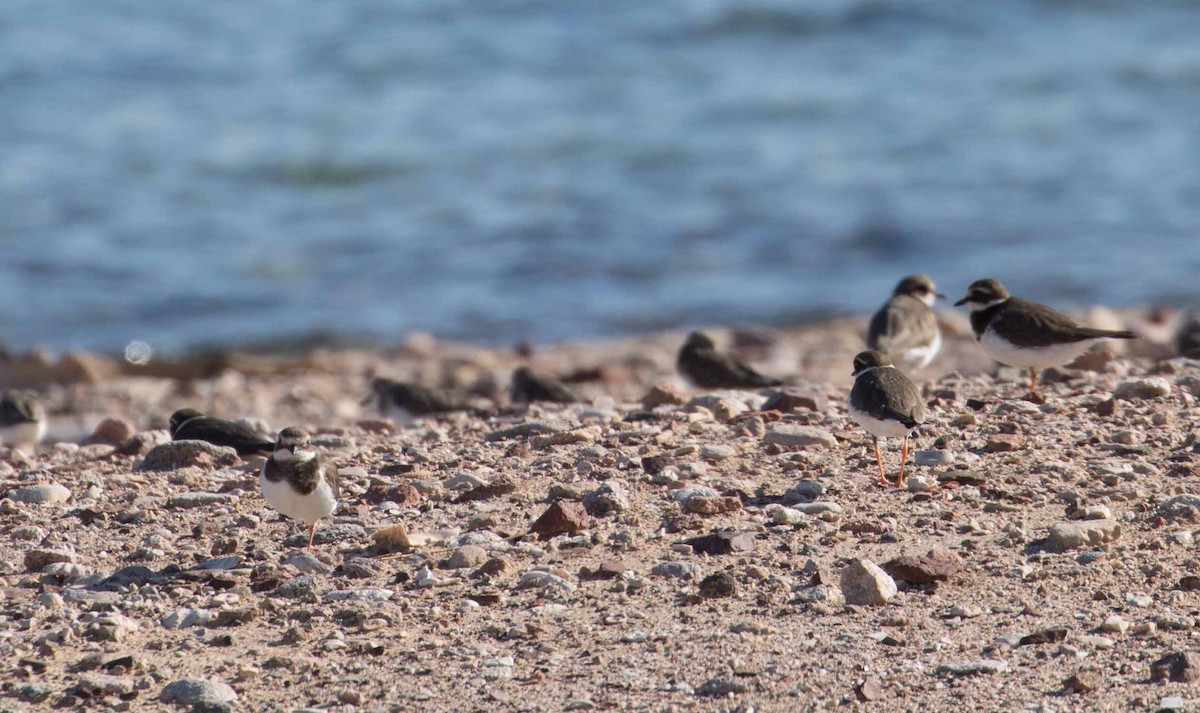 Common Ringed Plover - ML243654331