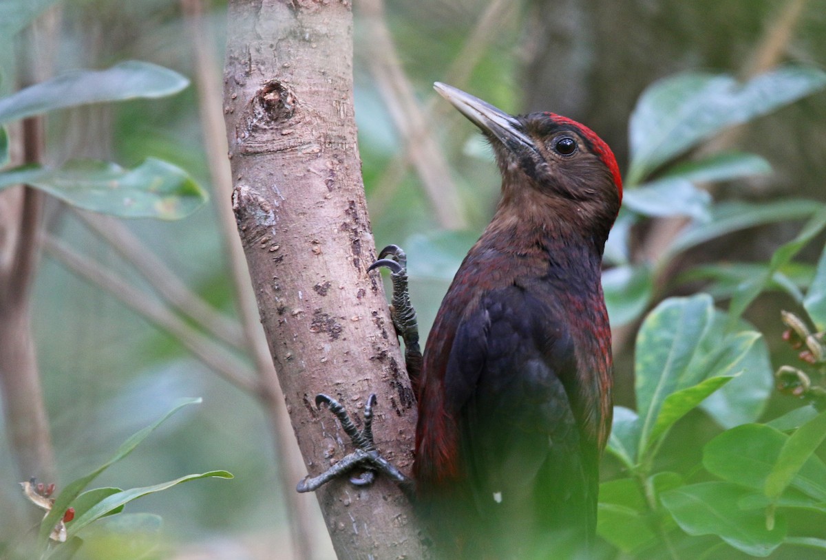 Okinawa Woodpecker - Ian Davies