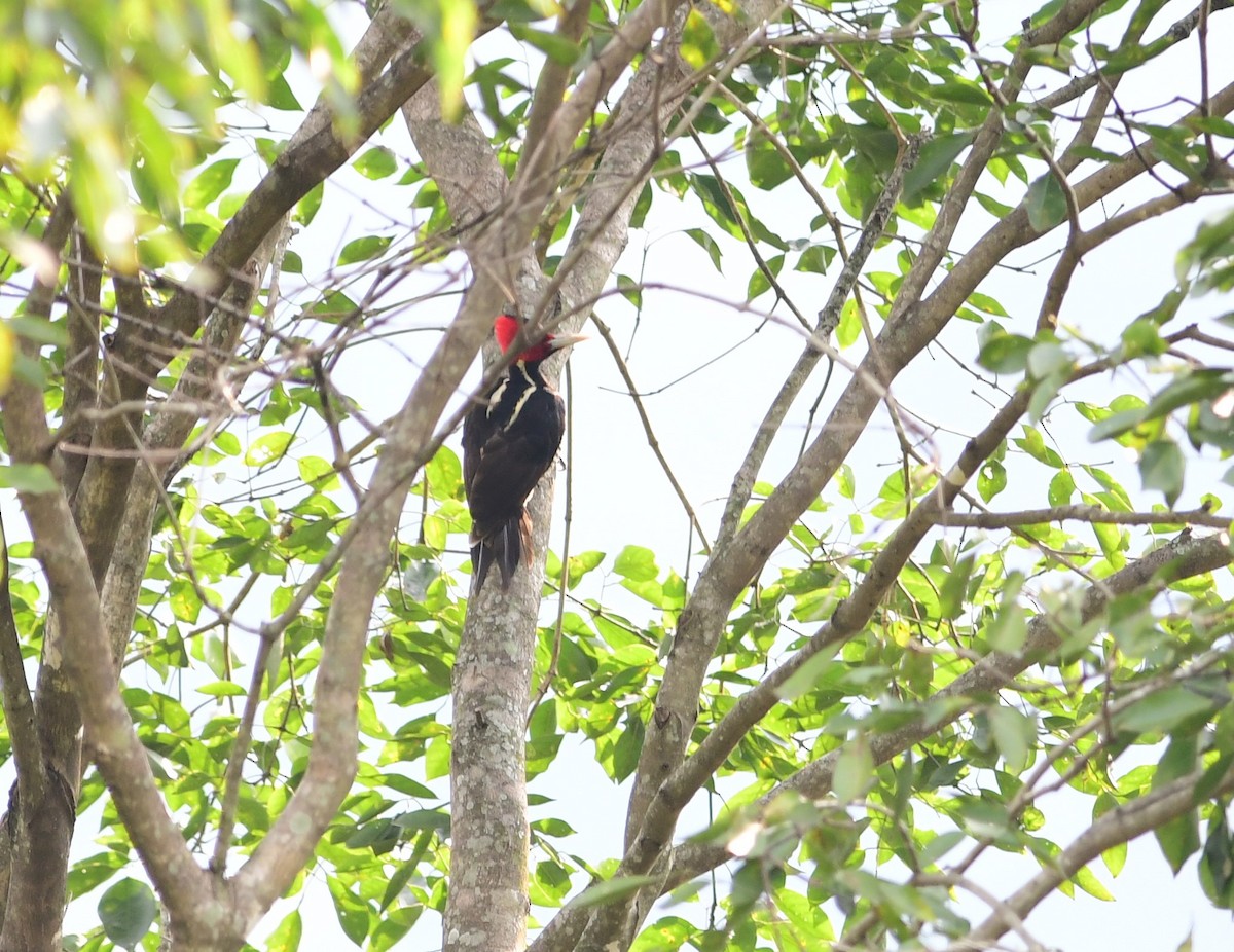 Pale-billed Woodpecker - Brandon Nidiffer