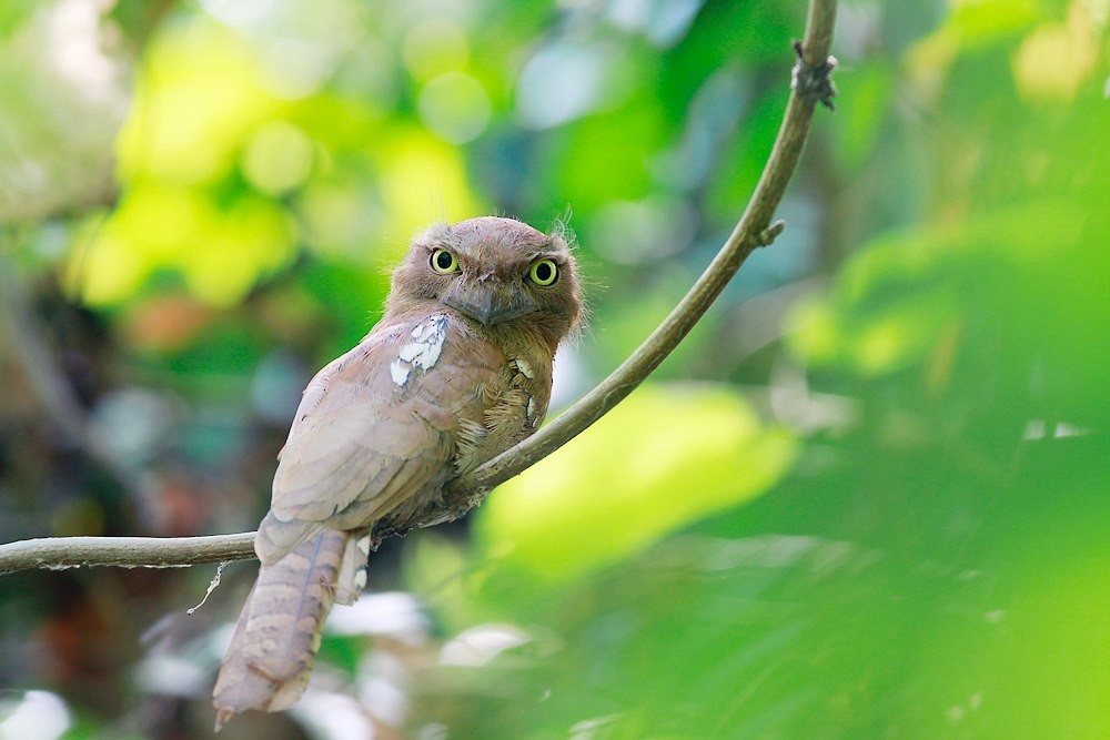 Blyth's Frogmouth (Indochinese) - ML24365831