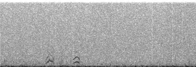 Ornate Tinamou - ML243659