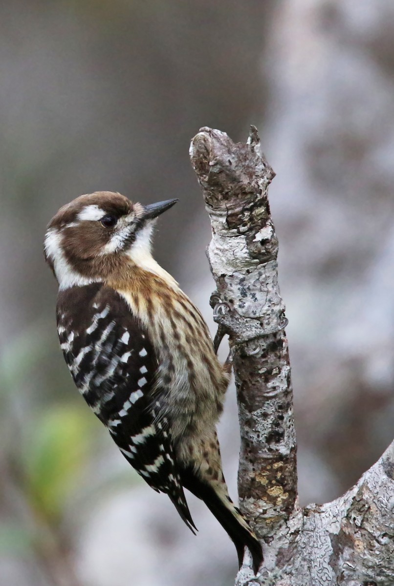 Japanese Pygmy Woodpecker - ML24366071