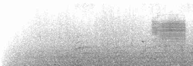 Grass Wren (Paramo) - ML243666
