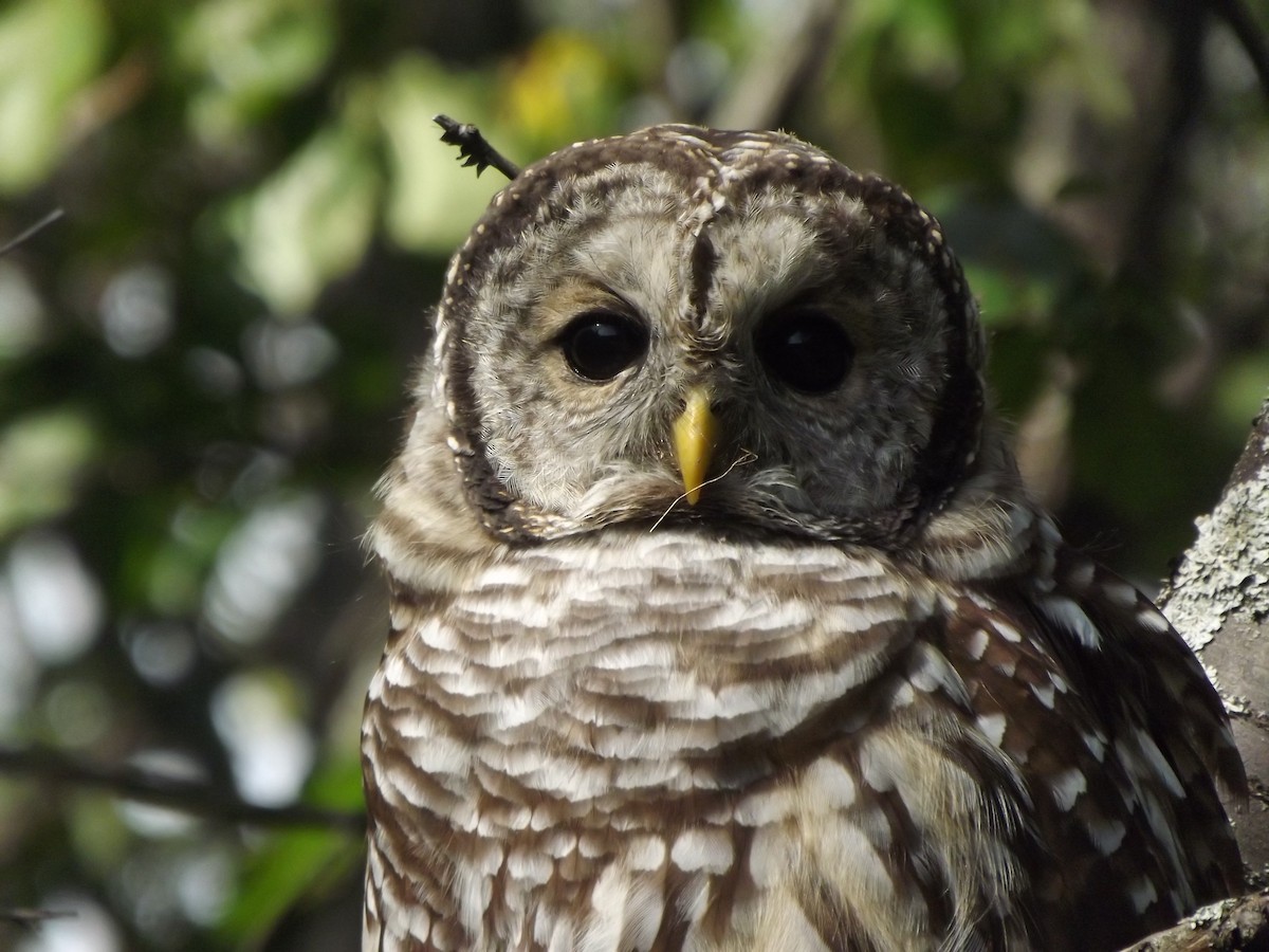 Barred Owl - ML243669201