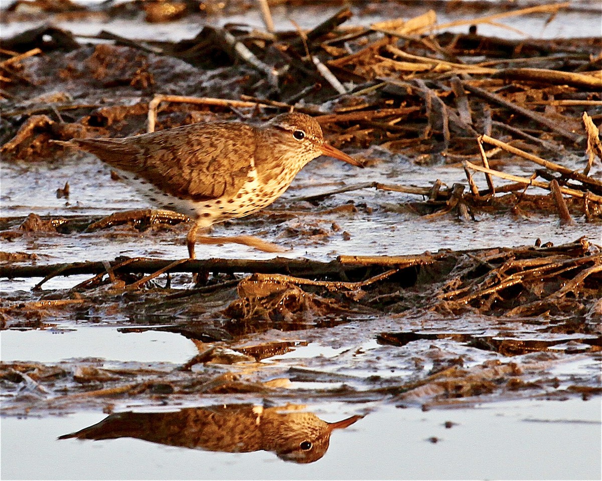 Wisconsin eBird Checklist - 15 Jun 2020 - Flooded crop land south of B ...