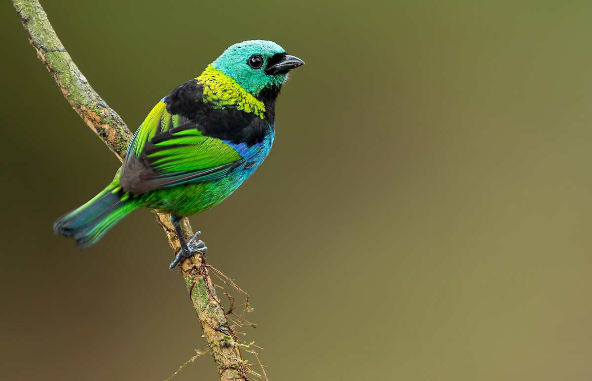 Green-headed Tanager - ML243676211