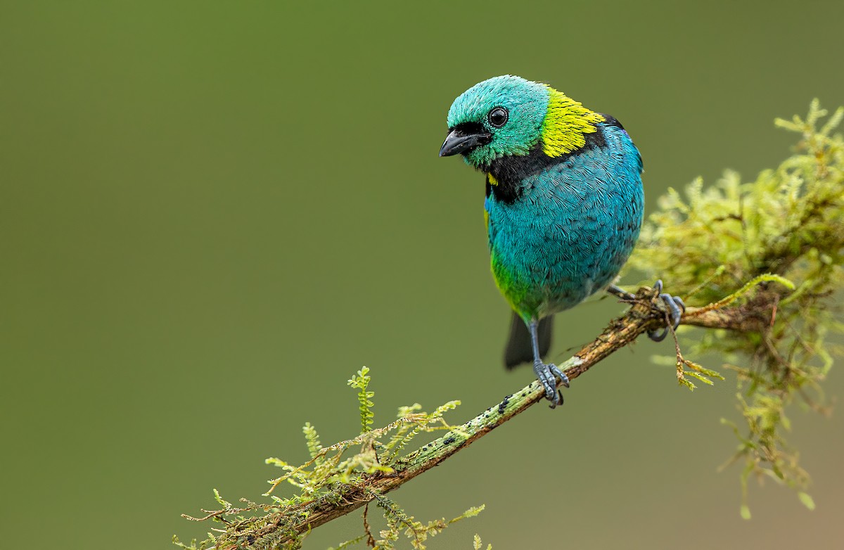 Green-headed Tanager - ML243676241