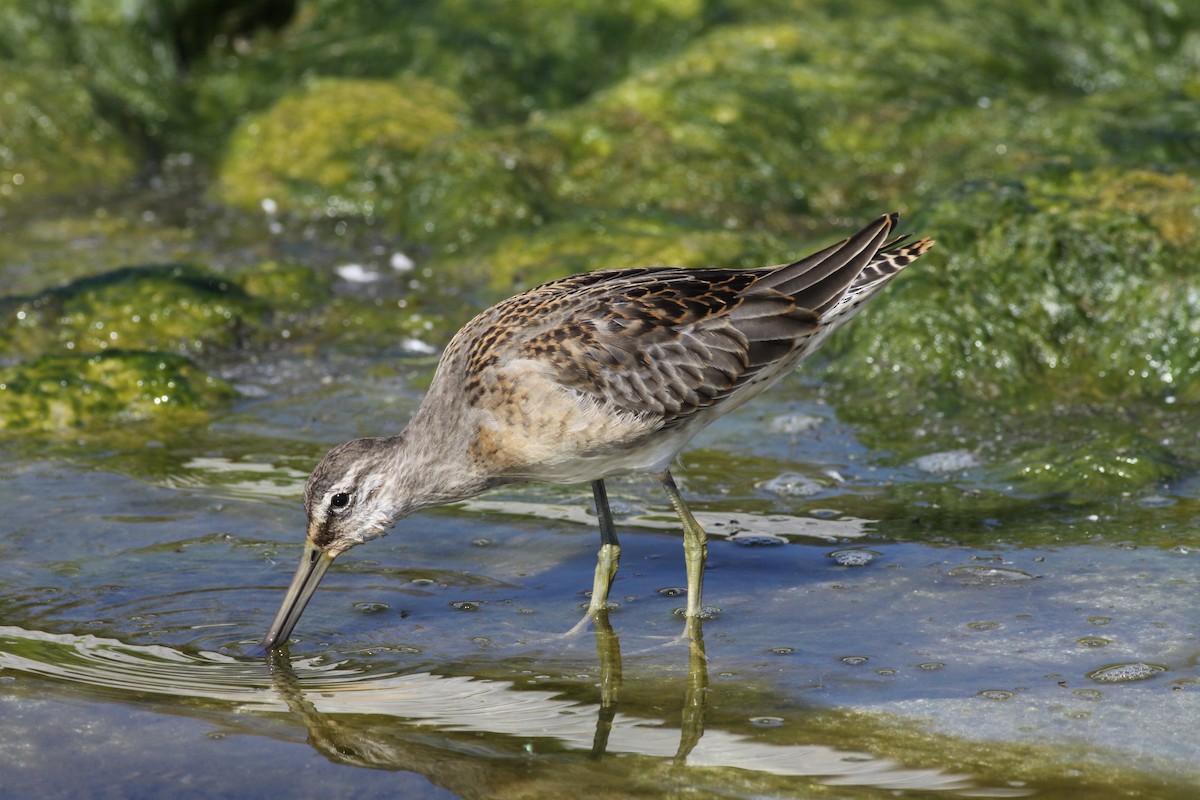 Long-billed Dowitcher - ML24367771