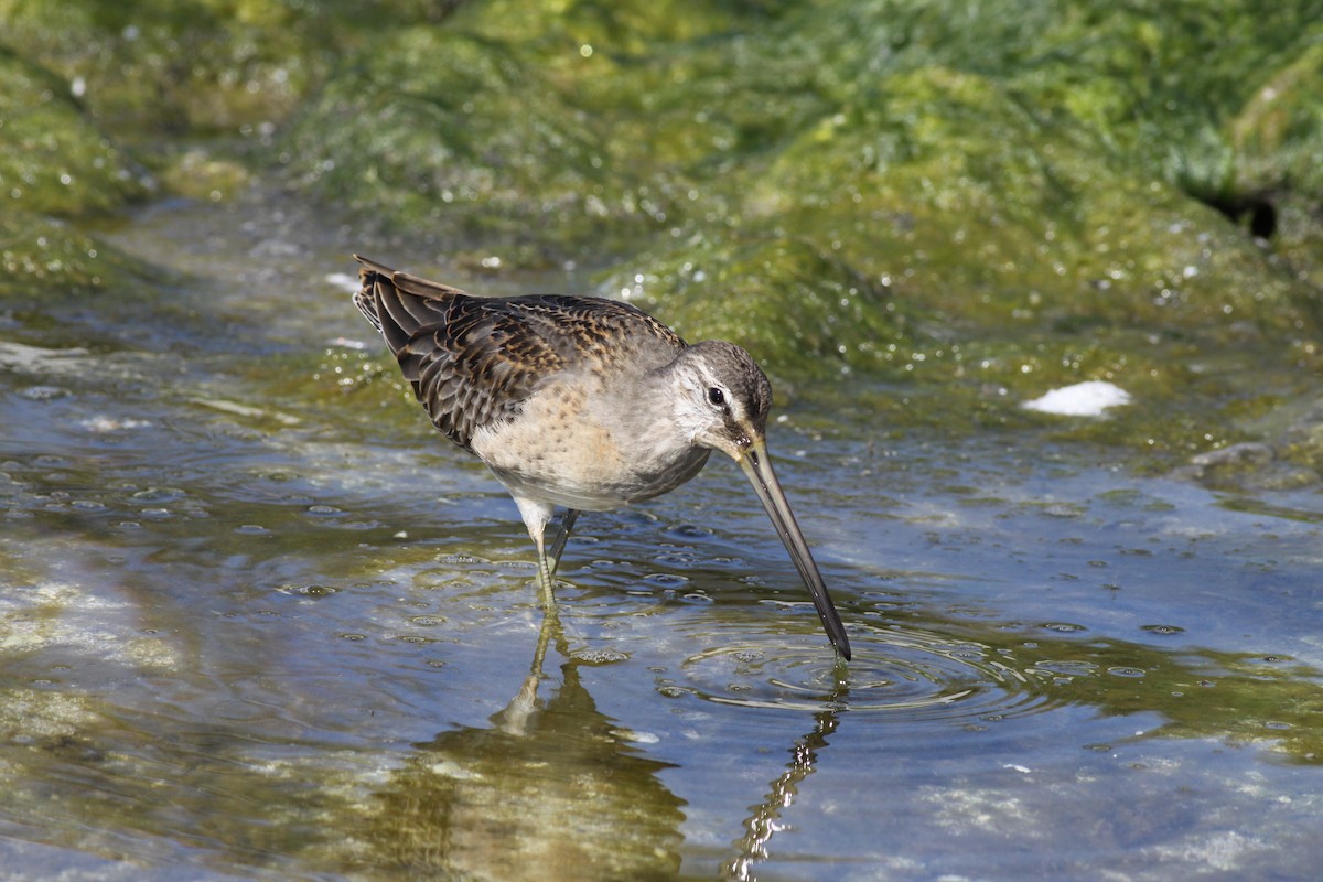 Long-billed Dowitcher - ML24367801