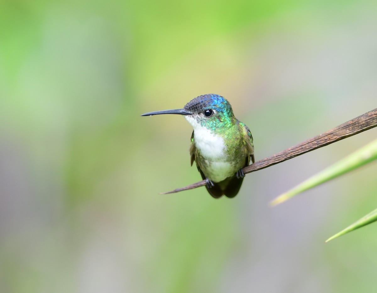 Azure-crowned Hummingbird - ML243680911