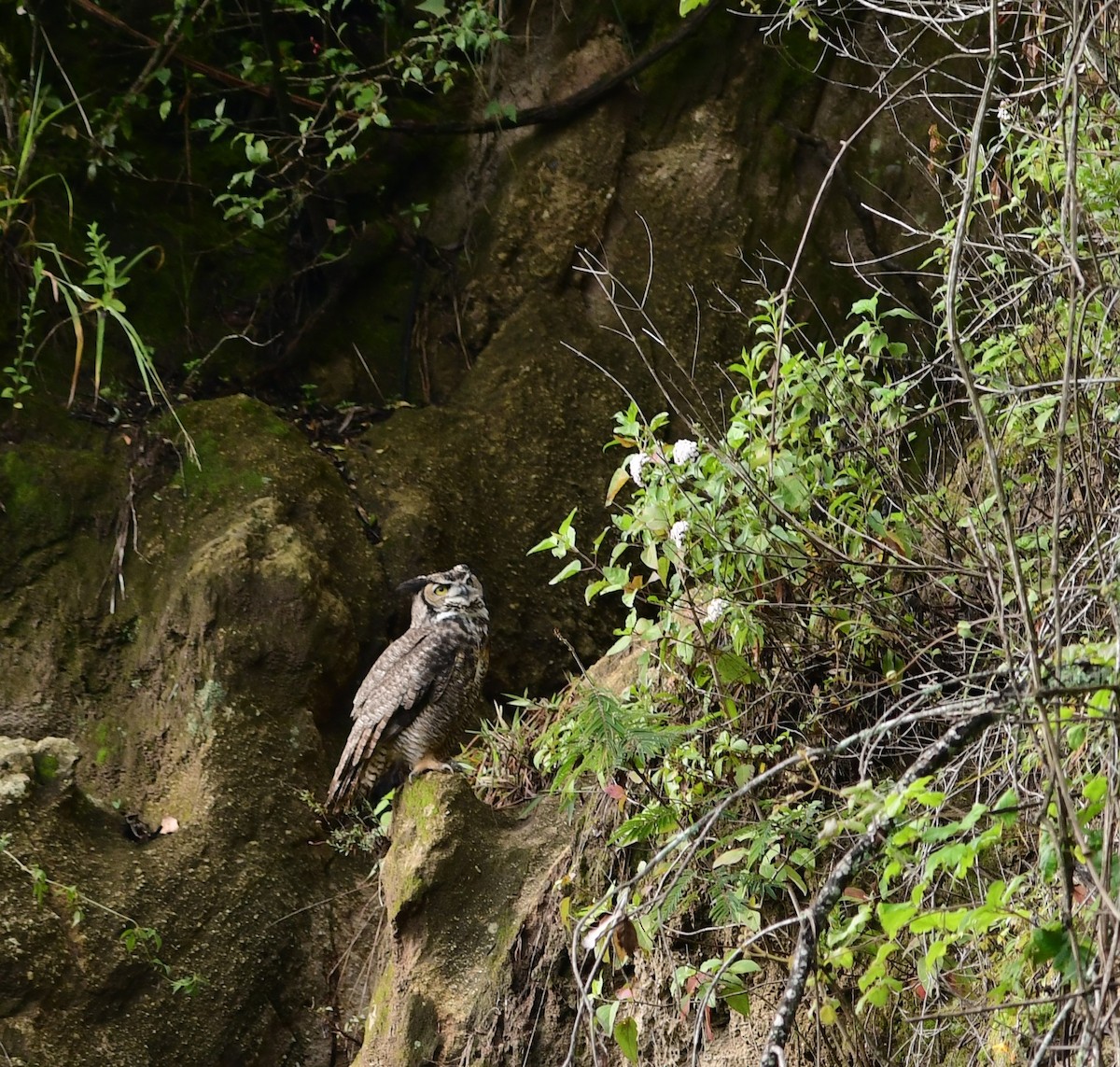 Great Horned Owl - ML243684941