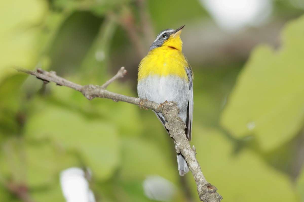 Crescent-chested Warbler - ML243688931