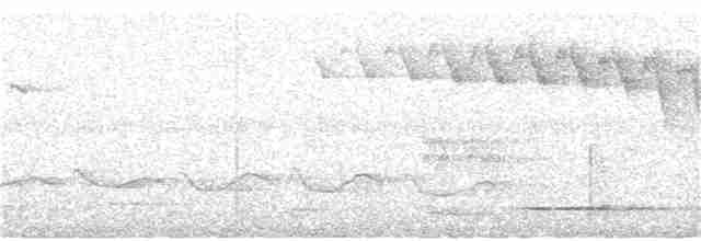 Thicket Tinamou - ML243693341