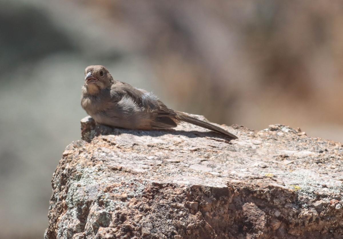 Canyon Towhee - Colette Micallef