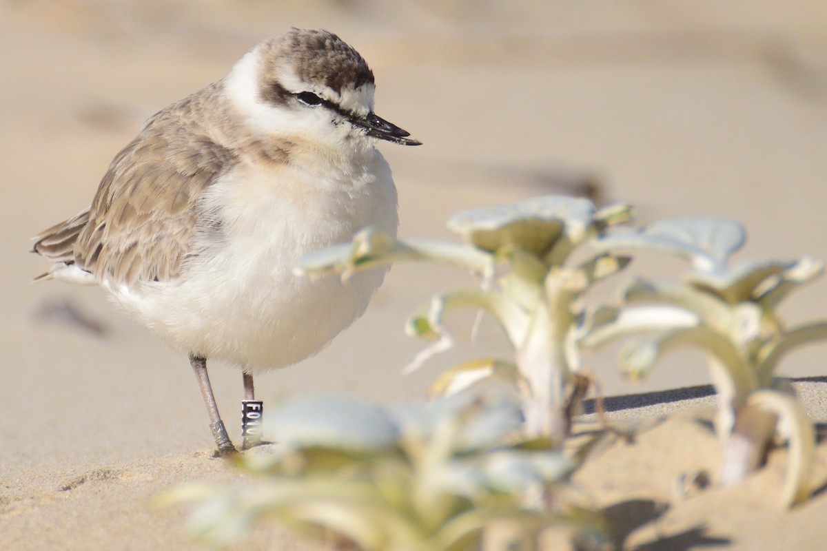 White-fronted Plover - ML243694651