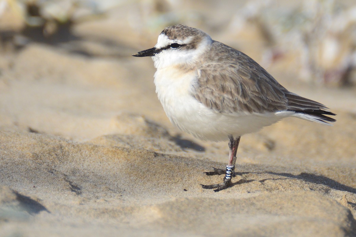 White-fronted Plover - ML243694671