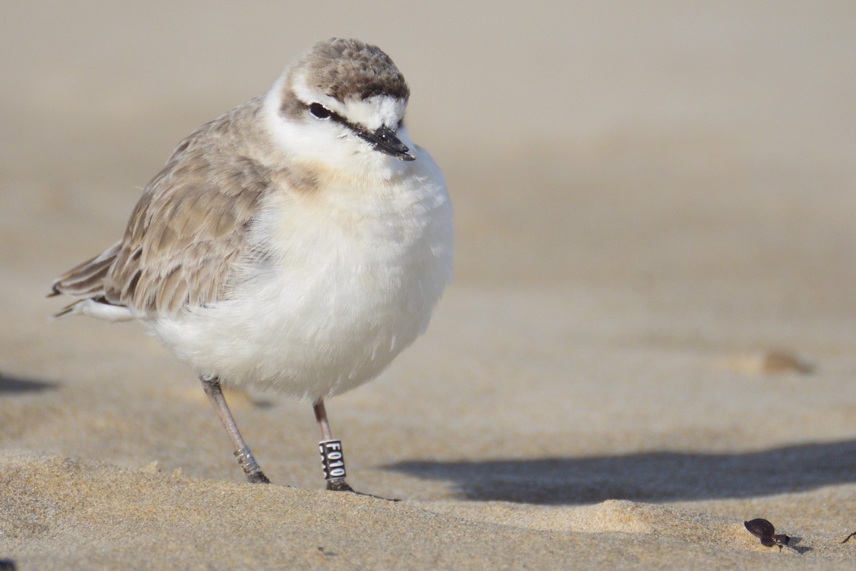 White-fronted Plover - ML243694681