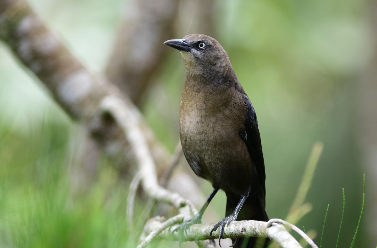 Great-tailed Grackle - ML243695781