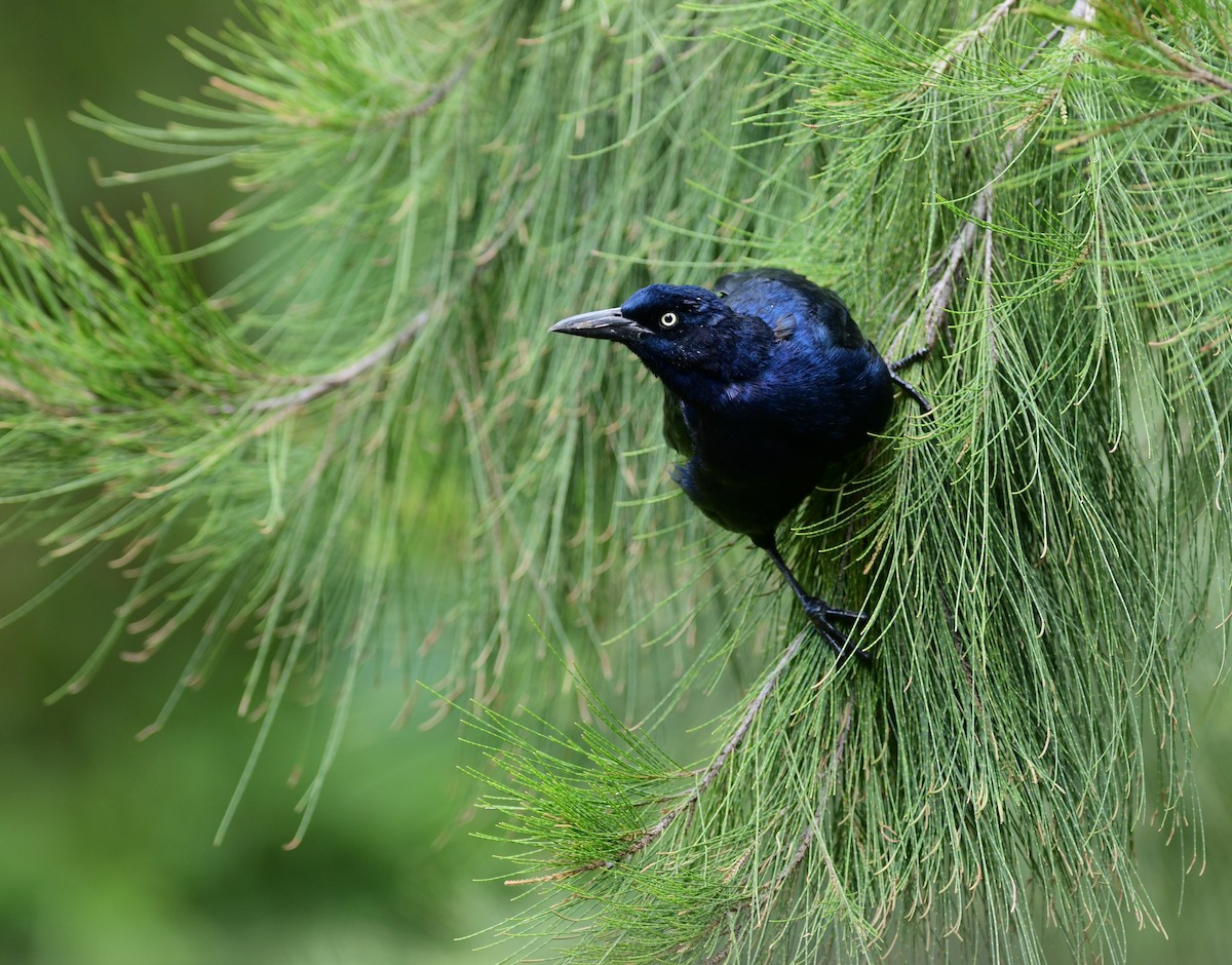 Great-tailed Grackle - ML243695831