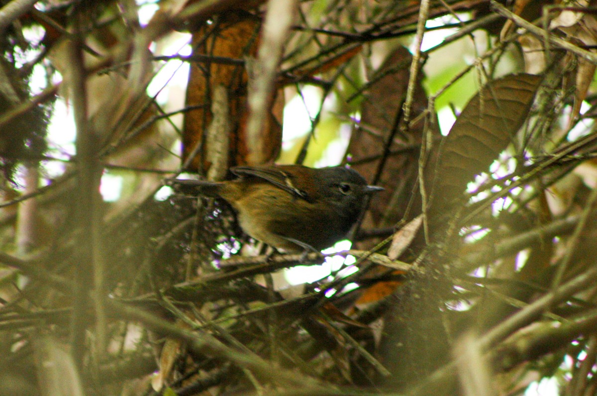 Gray-headed Antbird - Jorge Novoa - CORBIDI