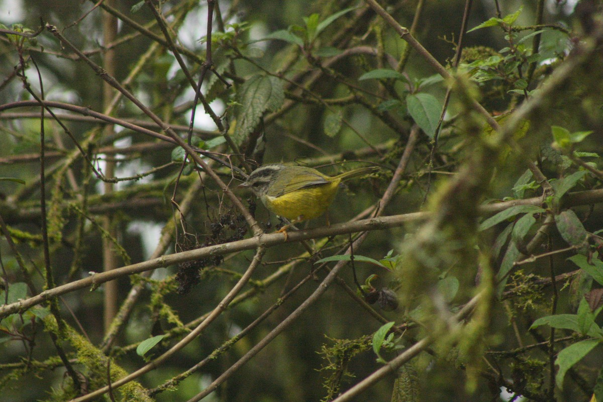 Three-banded Warbler - ML243701061