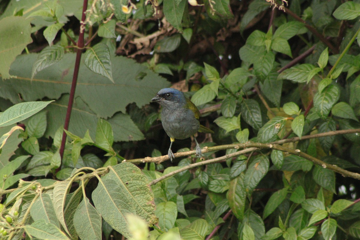 Blue-capped Tanager - ML243701071