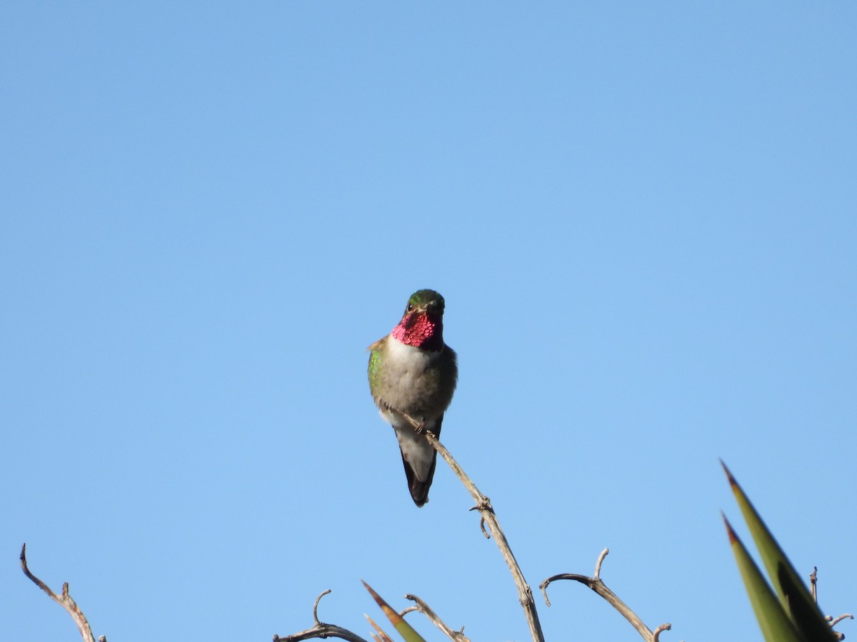 Broad-tailed Hummingbird - ML243703871