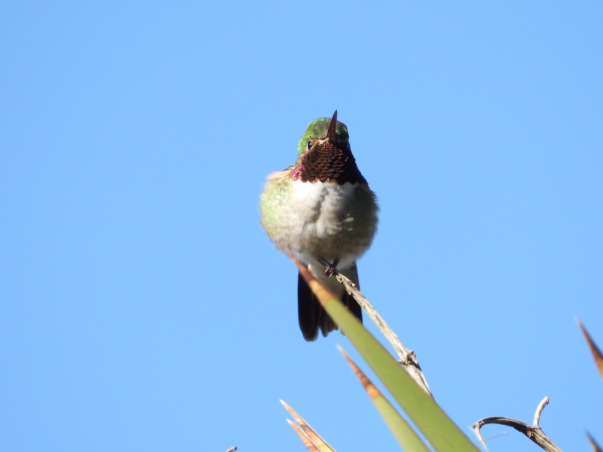 Broad-tailed Hummingbird - ML243703911
