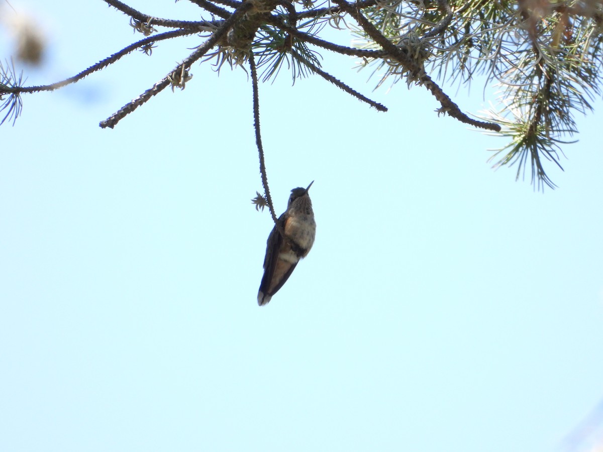 Broad-tailed Hummingbird - ML243705691