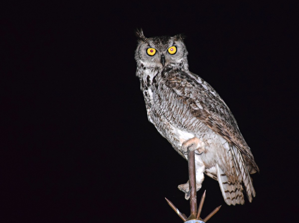 Great Horned Owl - ML243706451