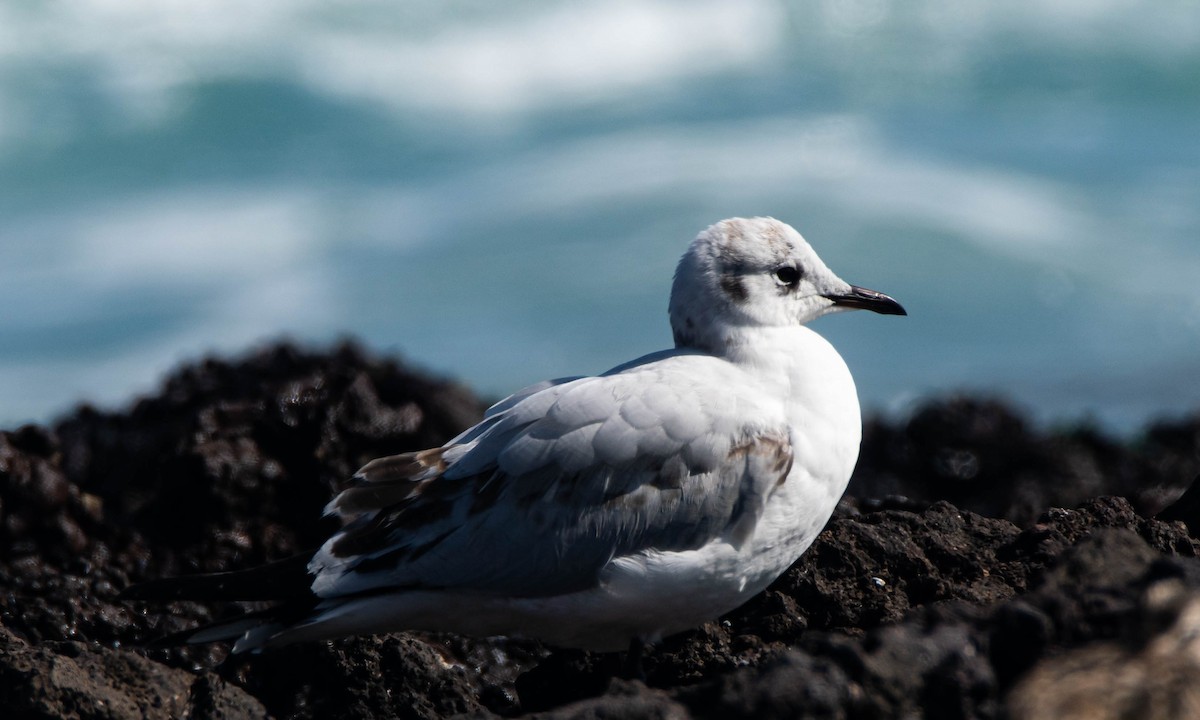 Andean Gull - Ariel Troncoso Ossandón