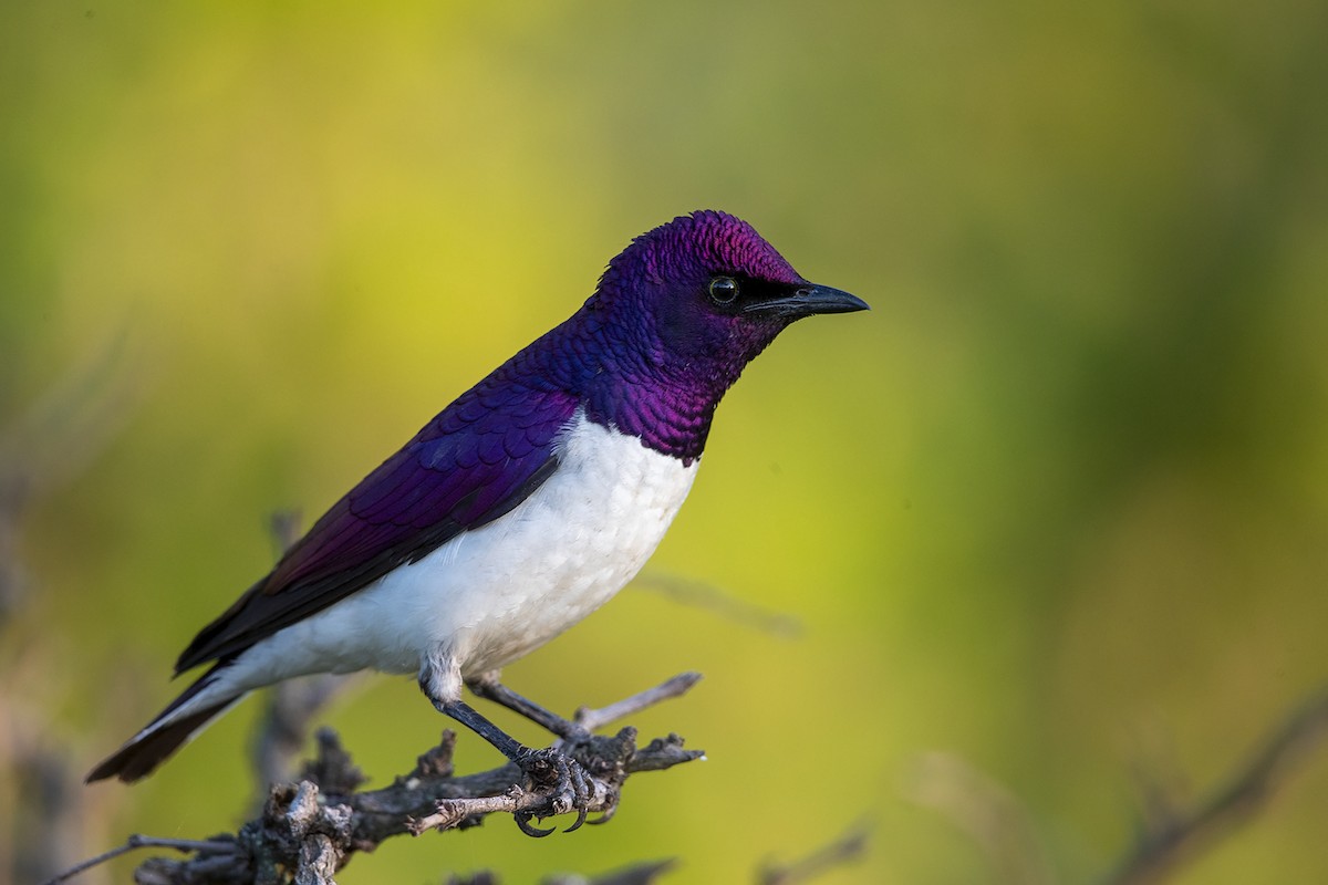 Violet-backed Starling - ML243711151