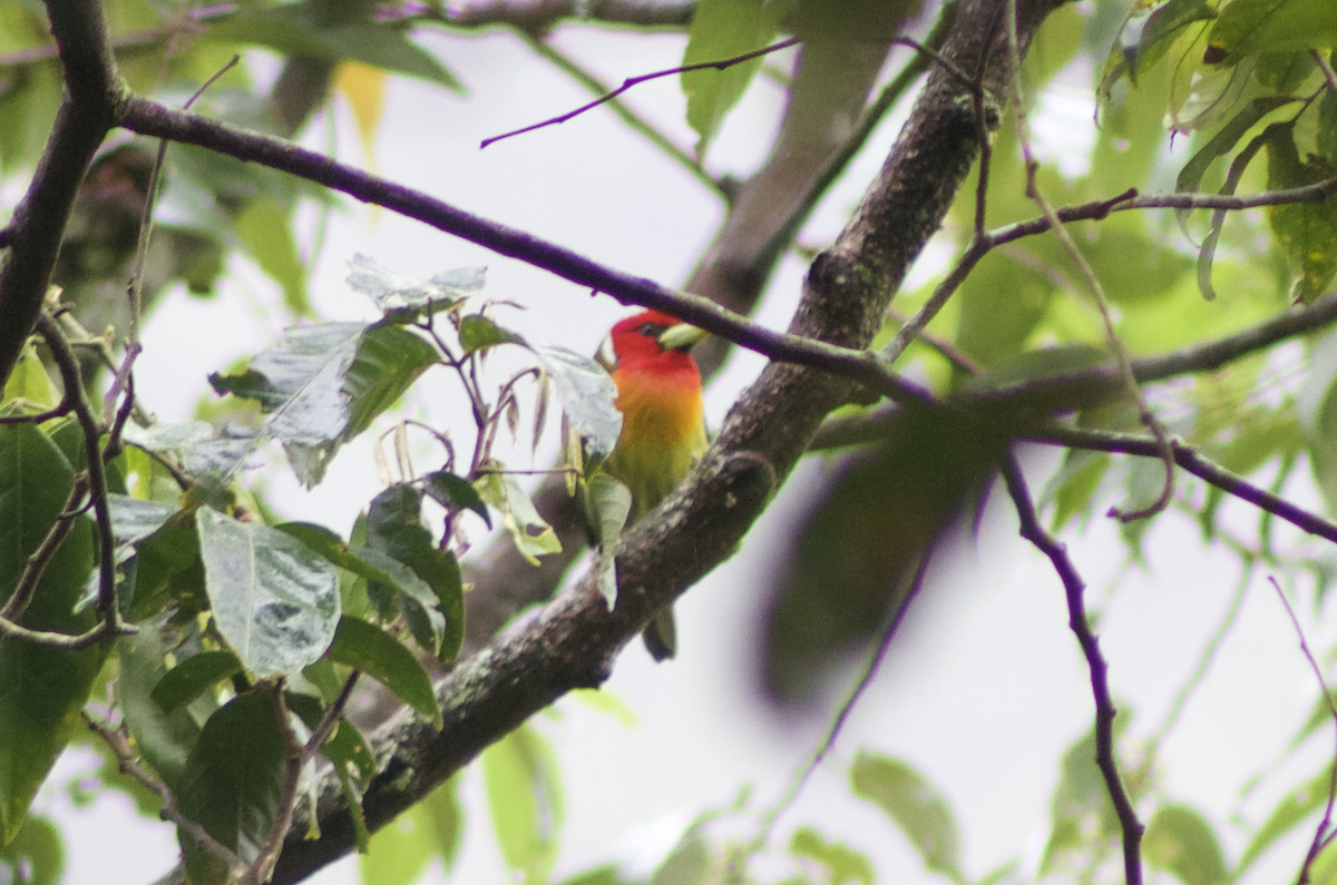 Red-headed Barbet - Diego Blanco