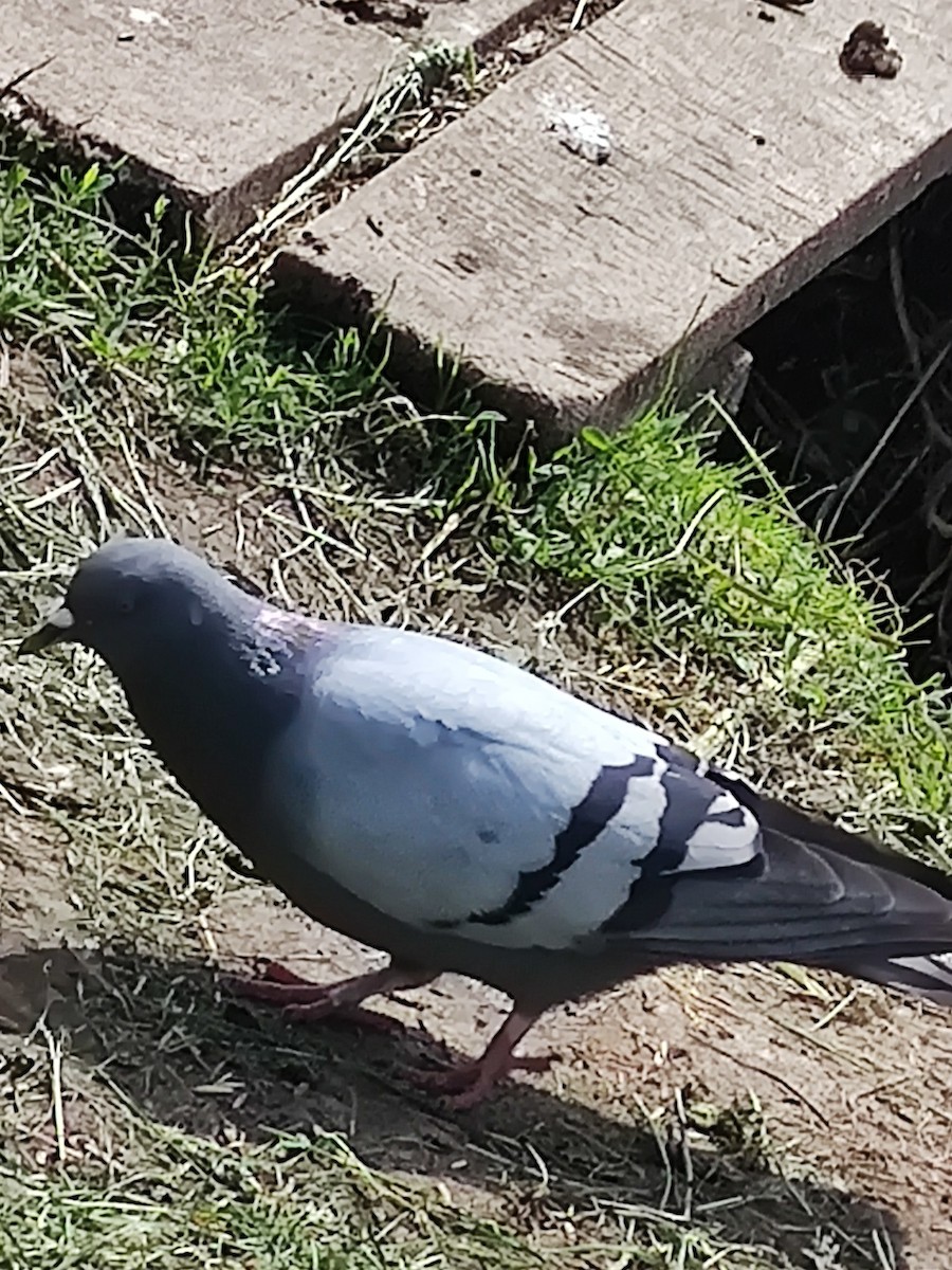 Rock Pigeon - ML243715961