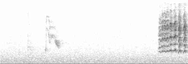 Пестрогорлый соловьиный дрозд - ML243717431