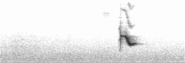 Пестрогорлый соловьиный дрозд - ML243717591