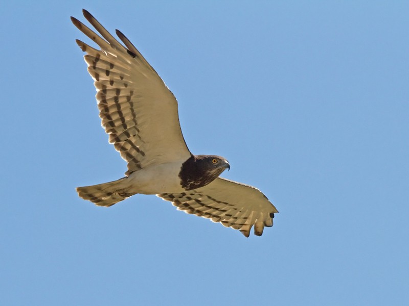 Black-chested Snake-Eagle - Niall D Perrins